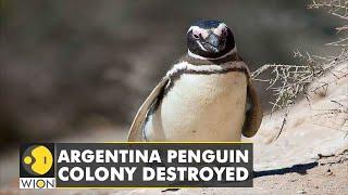 Argentina: Man destroys Penguin colony to build road, bulldozers crush 292 penguin chicks | WION