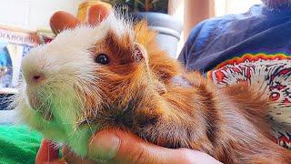 Guinea Pig Nail Clip Trick