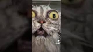 funny wet cat #wetcat #funny #cat