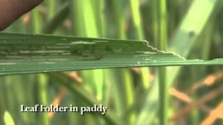 Leaf Folder in paddy