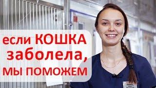 Кошка болеет. Мы выясним, чем болеет Ваша кошка! Инновационный Ветеринарный Центр МВА.