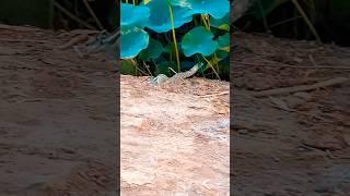 chipmunk slomo walk  cute little mammal animal #shorts