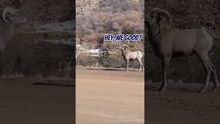 How do Mountain Goats Factory Reset?  (@ColoradoAdventuresCo)