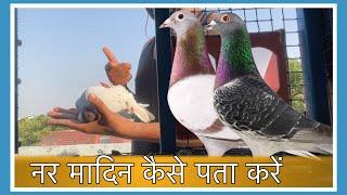 नर मादिन की पहचान कैसे करें | X Fighter Birds