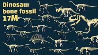 Discovery dinosaurs | Study dinosaur bone fossils | dinosaur bone collection | dinosaurs eat?