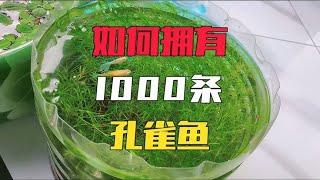 10条孔雀鱼能养到1000条吗？