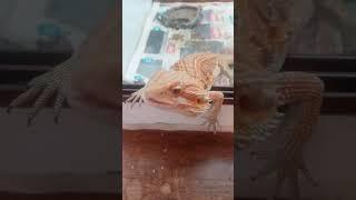 Messing with my bearded dragon