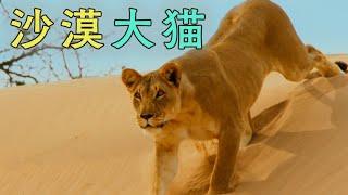 为一解说《地球脉动》：沙漠大猫！谁有我的猫砂盆大？【为一放映室】