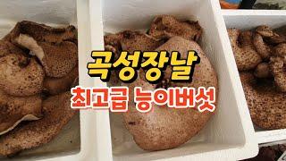 곡성장날 능이버섯 송이버섯 오이꽃버섯 택배가능