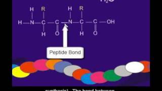 Proteins and amino acids