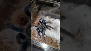 Chromatopelma cyaneopubescens feeding (green bottle blue tarantula)