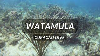 Watamula Dive - Curacao 2022