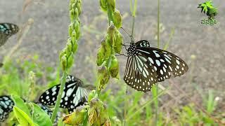 Blue tiger butterfly / Herbal & The plant