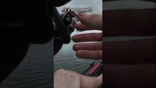 I caught a HUGE Pinfish! #fishing #beach #sportfishing #fish #inshorefishing #fun #kayakfishing