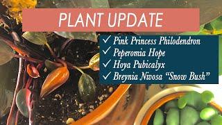 Plant Update | Pink Princess Philodendron, Peperomia Hope, Hoya Pubicalyx, & Breynia Nivosa