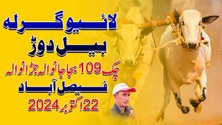 Live Ghirla Bull Race Tournament Chak No 109 Bajajanwala Jaranwala Faislabad | 22 Oct 2024