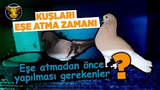 Kuşları eşe atma zamanı ? / Güvercin ve kuşçuluk / ALTIN KANATLAR