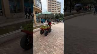 Avocado vendor 