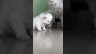 #cat #whitecat #kittens #catlover #cutecat #cute