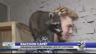 A Raccoon Cafe opened in the Ukraine