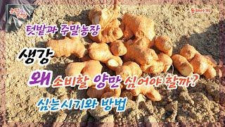 생강 텃밭에 많이 심지 말자.. 심는 시기와 방법.Let's not plant a lot in the ginger garden.. When and how to plant it.