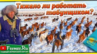 Как получить первоклассный табун? Что важно знать? Бизнес в коневодстве. Казахские лошади зимой