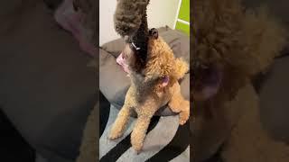 #funnydogs #funnyvideo #funnyshorts #happy #doglife #dog #poodle #dogshorts #doglover #dogvideos 