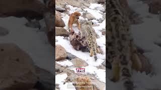 Naive  VS Snow Leopard