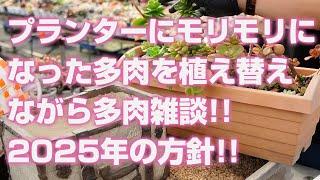 【多肉植物】プランターにモリモリになった多肉を植え替えながら多肉雑談!!2025年の方針!!【succulent】トロピカルガーデン