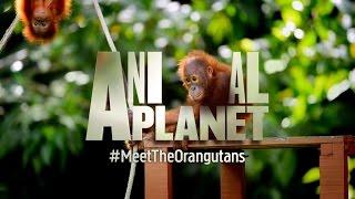 Welcome to the official Animal Planet UK channel!