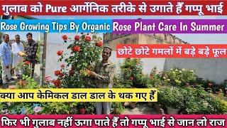 गुलाब को बिलकुल फ्री में उगाते हैँ गप्पू भाईRose Plant Care And TipsRose Plant Care In Summer