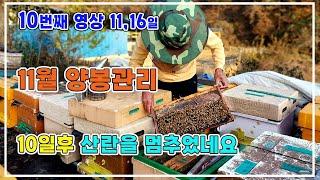 11월 중순 양봉관리/ 월동식량/ 월동산란 이제 멈추었네요/ 10번째 이야기