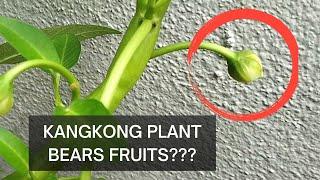 HARVEST YOUR OWN KANGKONG (WATER SPINACH) SEEDS | Full process from plant to seed