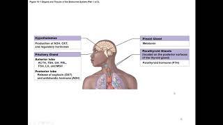 Chapter 18 Endocrine System