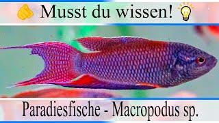 Haltungsbedingungen & Infos Paradiesfische - Makropoden - Macropodus sp. | #Aquarium