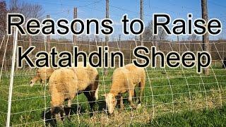 Good reasons to raise Katahdin sheep