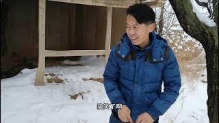 晋北农村地主大院发现三颗古树，树上长有奇石，难道暗示着什么？