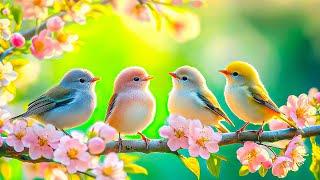 Birds Chirping 4K ~ Gentle BirdSong Healing Anxiety and Depression Heals Whole Body, Restores Brain