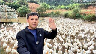 Trang trại chia tay đàn vịt | Hoa Ban Tây Bắc Farm