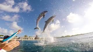 Dolphin Royal Swim with Lunch and Beach Break, Cozumel, Mexico