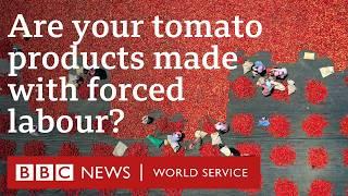 Blood on the Shelves: The Secrets of Xinjiang’s Tomato Industry - BBC World Service Documentaries