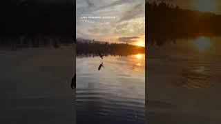 Majestic bald eagle swoops down to steal fisherman's fish #Shorts