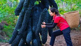 women Harvest Devil's Bananas on Tree Trunk in the Forest & Go to Market Sell | Lý Thị Hằng