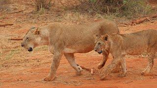 The Man-Eaters of Tsavo