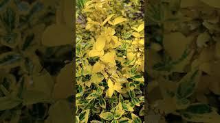 #ПРОГУЛКА ПО САДУ 06.05.2025#GREEN TOUR# МОЙ САД#САДОВЫЙ ДЕКОР#