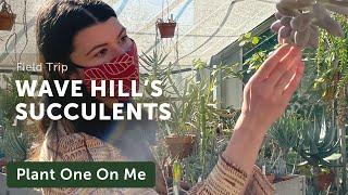 Tour WAVE HILL'S SUCCULENT Greenhouse — Ep. 214