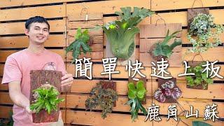 【上板教學】簡單快速上板植栽┃鹿角山蘇┃手作植板DIY