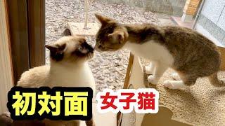 初対面の女子猫同士はドキドキしました／子猫と緊張する先住猫