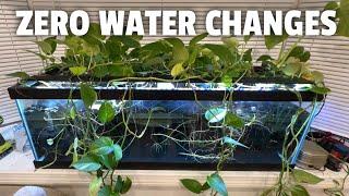 My ZERO WATER CHANGE tank system