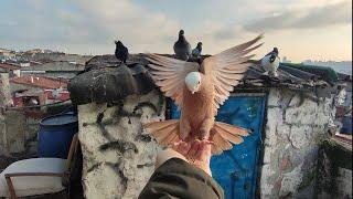 okadar kaçak kuş geldi ki hangisine bakalım şaşırdık